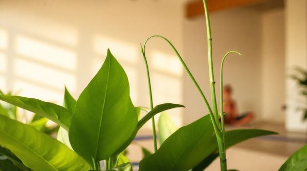 10 façons dont un naturopathe booste votre bien-être quotidien